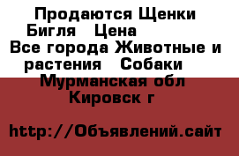 Продаются Щенки Бигля › Цена ­ 35 000 - Все города Животные и растения » Собаки   . Мурманская обл.,Кировск г.